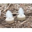 Mojo Dove A Flicker (4 Pack) -