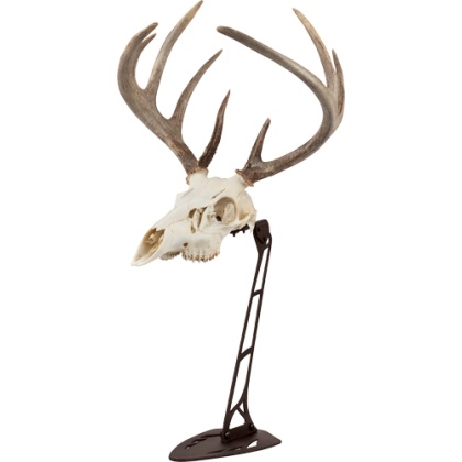 ALLEN EZ MOUNT CENTERPIECE SKULL STAND BROWN