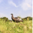 FLEXTONE THUNDER CHICK UPRIGHT HEN DECOY W/STAKE