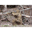 RED ROCK GHILLIE SUIT DESERT 5 PIECE ADULT XL/XXL