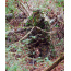 TITAN LEAFY SUIT MOSSY OAK OBSESSION NWTF S/M PANTS/TOP